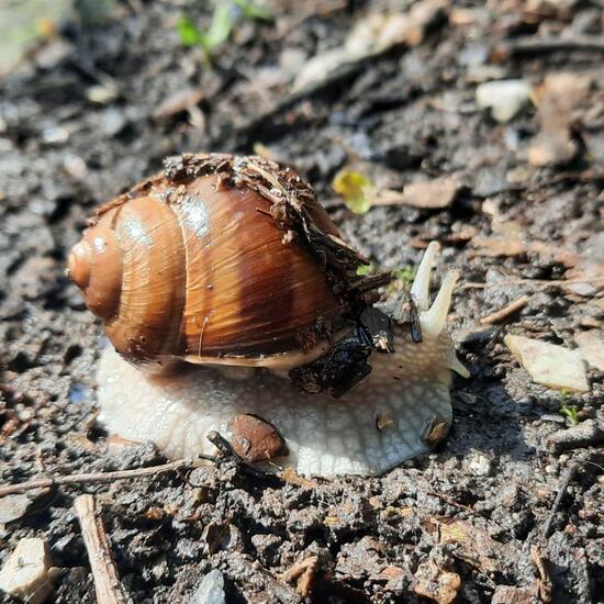 Weinbergschnecke: Tier in der Natur in der NatureSpots App