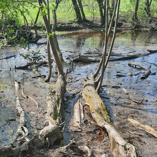 Landschaft: Süßwasser im Habitat Teich in der NatureSpots App