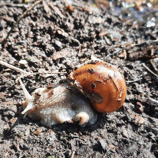 Weinbergschnecke: Tier in der Natur in der NatureSpots App