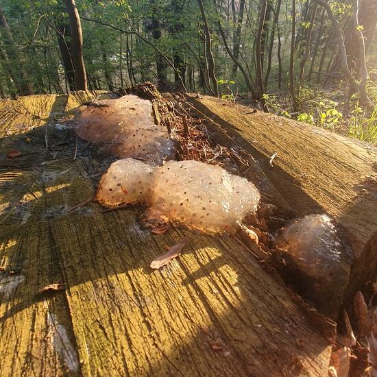 Eine unbekannte Art: Tier im Habitat Wald der gemäßigten Breiten in der NatureSpots App