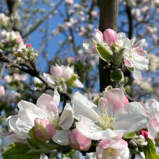 Malus domestica: Pflanze im Habitat Landwirtschaft in der NatureSpots App