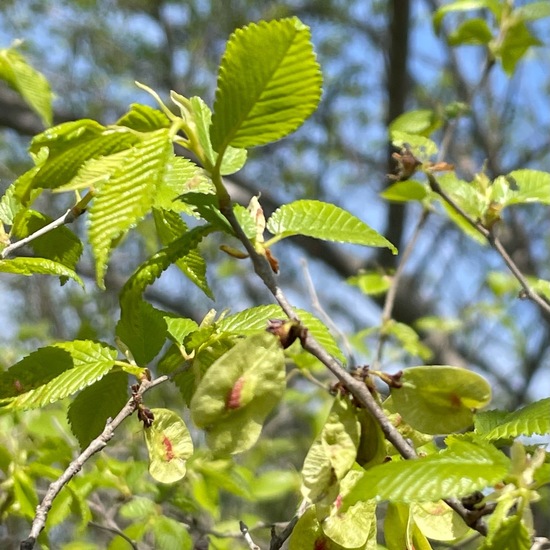 Feldulme: Pflanze im Habitat Wald in der NatureSpots App