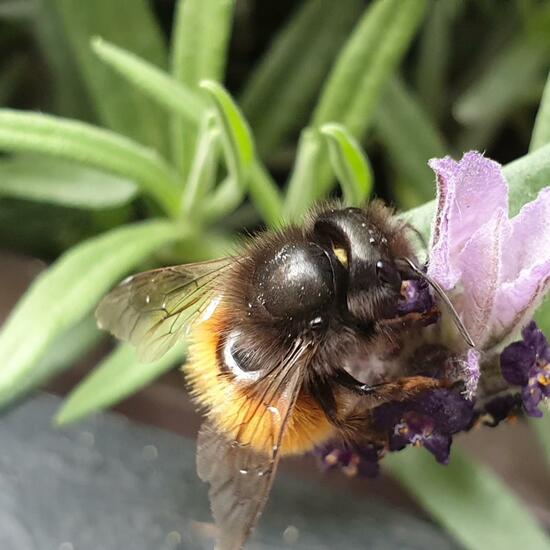 Rote Mauerbiene: Tier im Habitat Innenstadt in der NatureSpots App