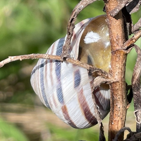 Hain-Bänderschnecke: Tier im Habitat Landwirtschaft in der NatureSpots App