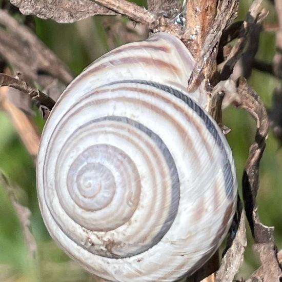 Hain-Bänderschnecke: Tier im Habitat Landwirtschaft in der NatureSpots App