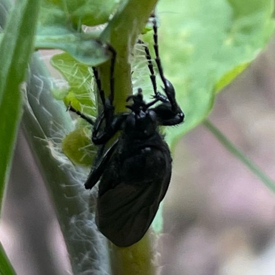 Märzfliege: Tier im Habitat Garten in der NatureSpots App