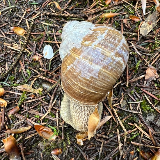 Weinbergschnecke: Tier in der Natur in der NatureSpots App