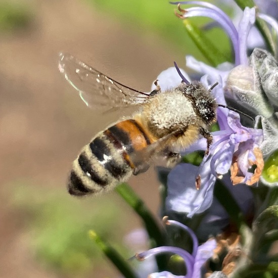 Echte Bienen: Tier im Habitat Garten in der NatureSpots App