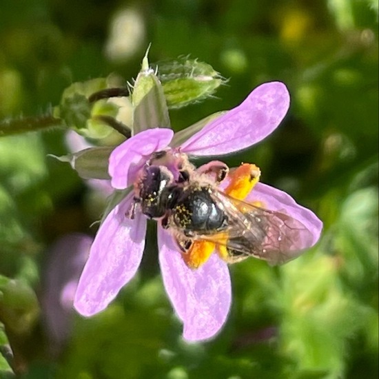 Lasioglossum speculatum: Tier im Habitat Garten in der NatureSpots App