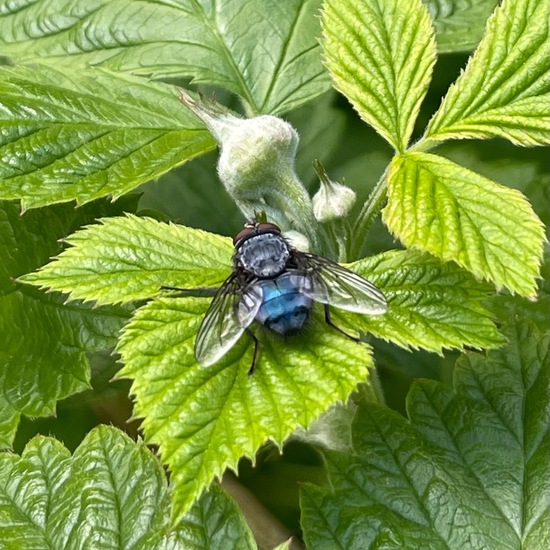 Calliphora vicina: Tier im Habitat Garten in der NatureSpots App