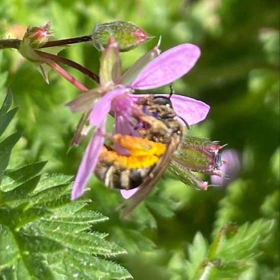 Lasioglossum speculatum: Tier im Habitat Garten in der NatureSpots App