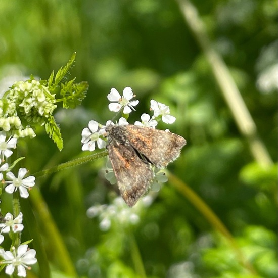 Hornkraut-Tageulchen: Tier im Habitat Garten in der NatureSpots App