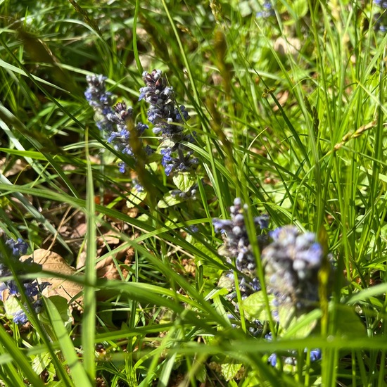 Kriechender Günsel: Pflanze im Habitat Wald in der NatureSpots App