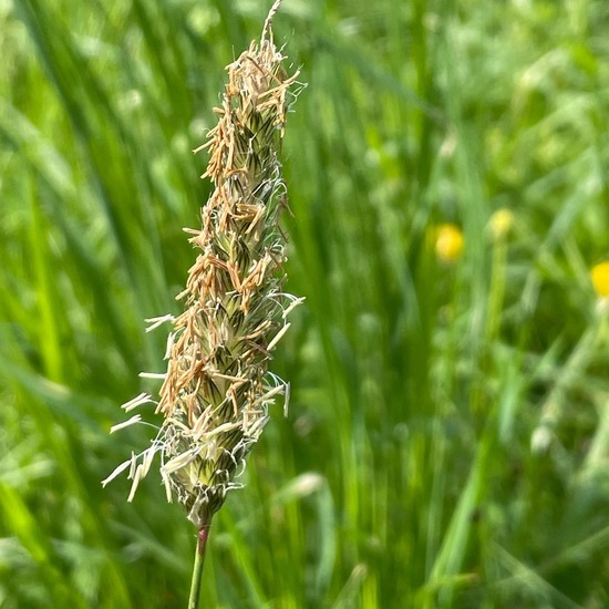 Wiesen-Fuchsschwanz: Pflanze im Habitat Park in der NatureSpots App