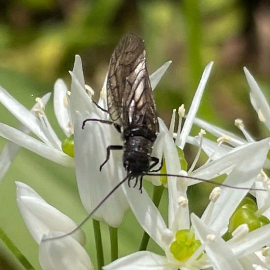 Gemeine Schlammfliege: Tier im Habitat Park in der NatureSpots App