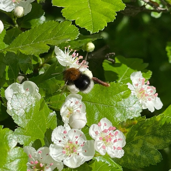 Weißdorne: Pflanze im Habitat Park in der NatureSpots App