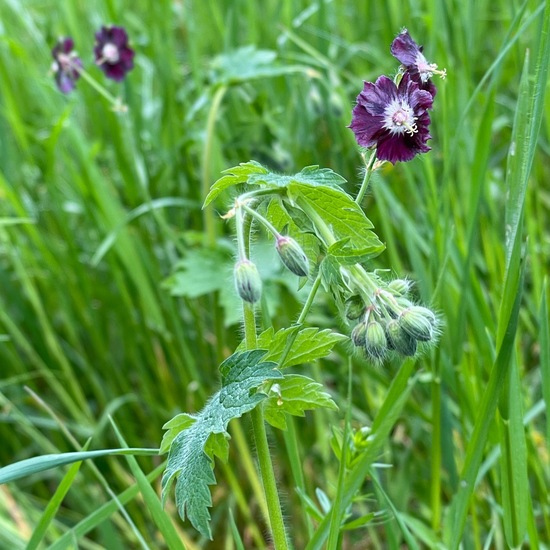 Brauner Storchschnabel: Pflanze im Habitat Park in der NatureSpots App