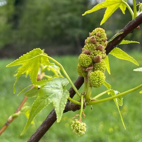 Amerikanischer Amberbaum: Pflanze im Habitat Park in der NatureSpots App