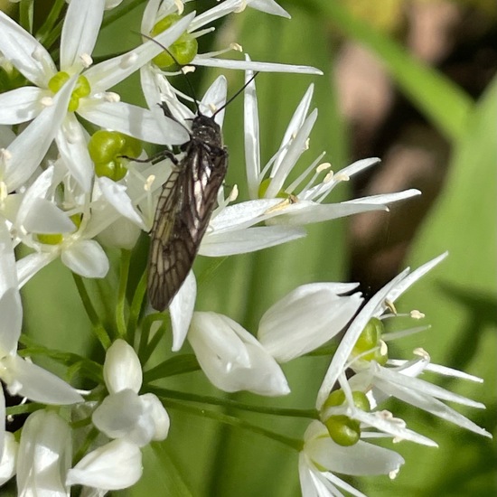 Gemeine Schlammfliege: Tier im Habitat Park in der NatureSpots App