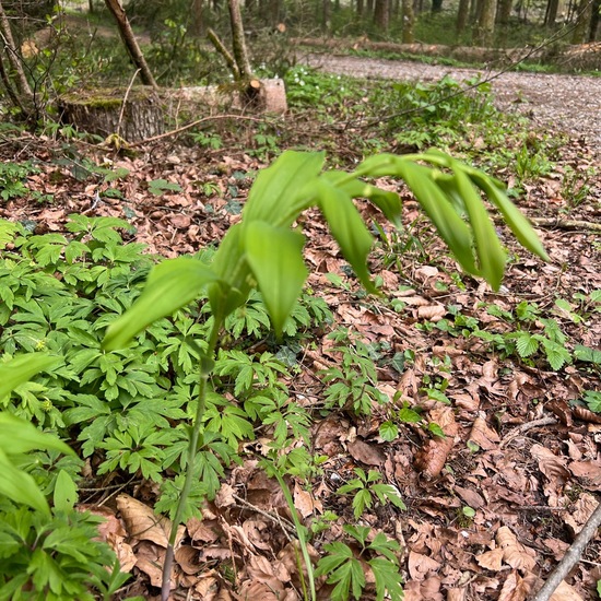 Echtes Salomonssiegel: Pflanze im Habitat Wald in der NatureSpots App