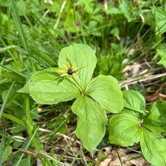 Einbeere: Pflanze im Habitat Wald in der NatureSpots App