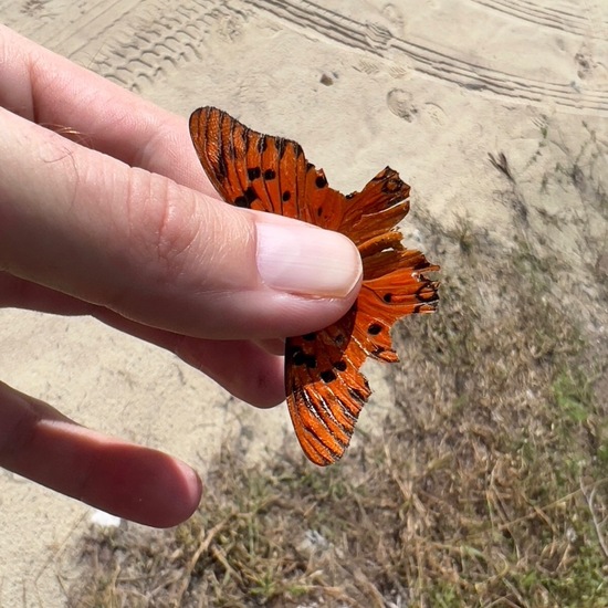 Agraulis vanillae: Tier in der Natur in der NatureSpots App