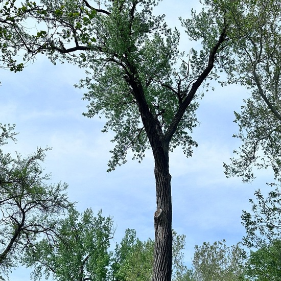 Populus deltoides subsp. monilifera: Pflanze in der Natur in der NatureSpots App