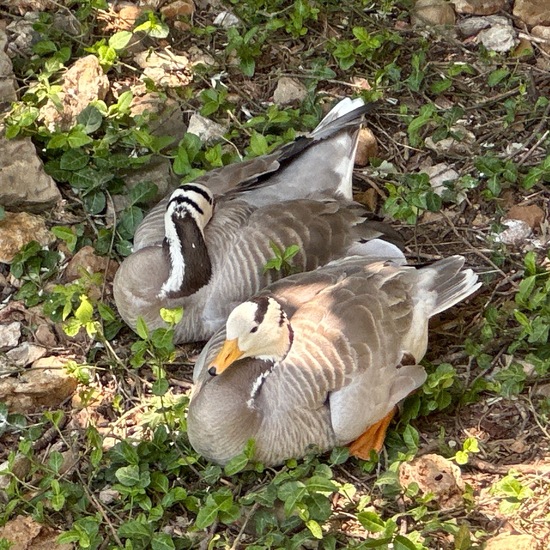 Streifengans: Tier in der Natur in der NatureSpots App