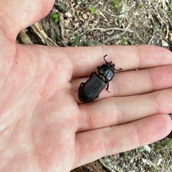 Zuckerkäfer: Tier in der Natur in der NatureSpots App