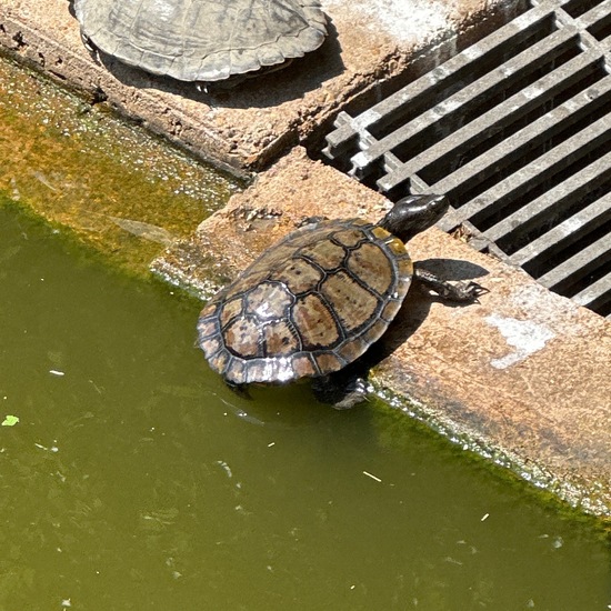 Graptemys pulchra: Tier in der Natur in der NatureSpots App