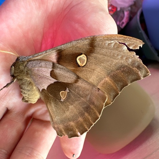 Antheraea polyphemus: Tier in der Natur in der NatureSpots App