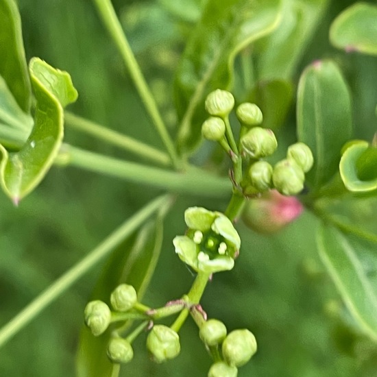 Gewöhnlicher Spindelstrauch: Pflanze im Habitat Ackerrandstreifen in der NatureSpots App