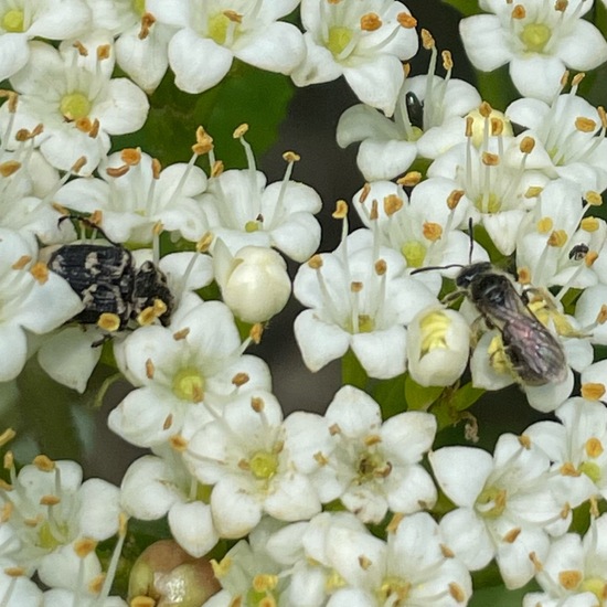 Viburnum lantana: Plant in habitat Temperate forest in the NatureSpots App