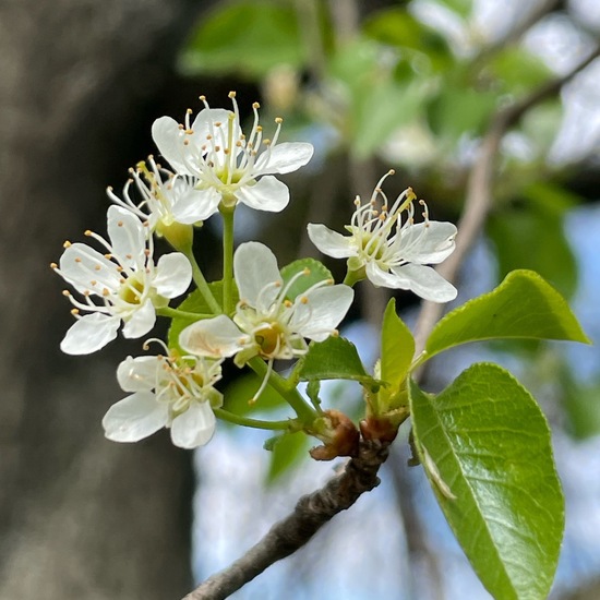 Steinweichsel: Pflanze im Habitat Ackerrandstreifen in der NatureSpots App