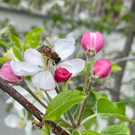 Malus domestica: Pflanze im Habitat Hinterhof in der NatureSpots App