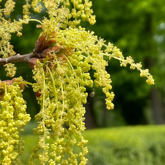 Flaumeiche: Pflanze im Habitat Park in der NatureSpots App