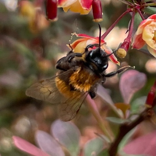 Rotpelzige Sandbiene: Tier im Habitat Garten in der NatureSpots App