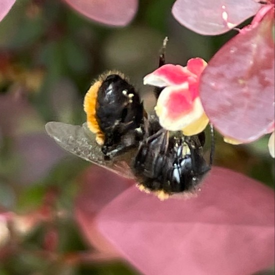 Rotpelzige Sandbiene: Tier im Habitat Garten in der NatureSpots App