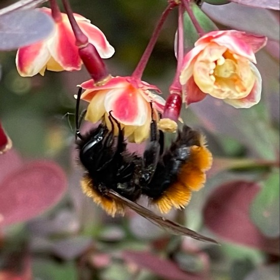 Rotpelzige Sandbiene: Tier im Habitat Garten in der NatureSpots App