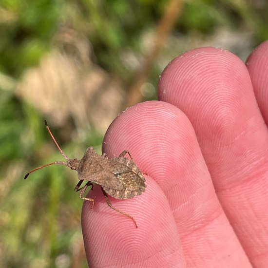 Lederwanze: Tier in der Natur in der NatureSpots App