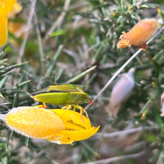 Piezodorus lituratus: Tier in der Natur in der NatureSpots App