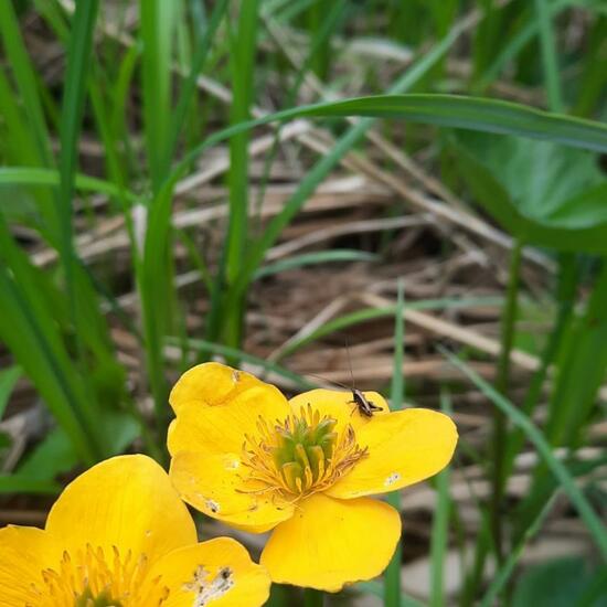 Gemeine Strauchschrecke: Tier in der Natur in der NatureSpots App