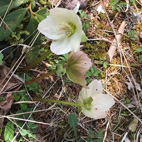 Schneerose: Pflanze im Habitat Wald der gemäßigten Breiten in der NatureSpots App