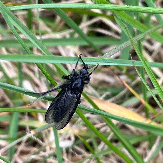 Märzfliege: Tier in der Natur in der NatureSpots App