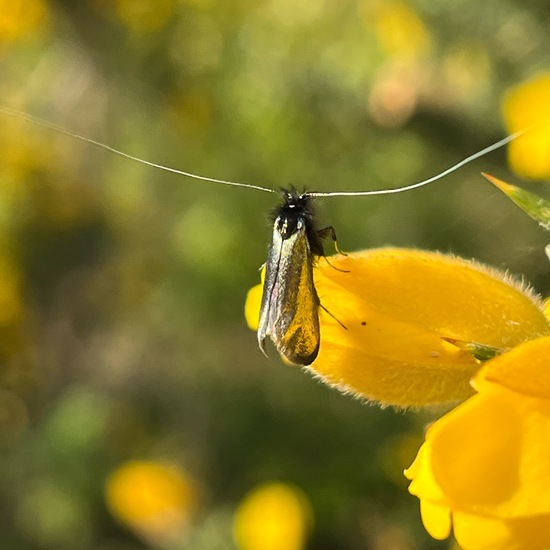 Adela reaumurella: Tier in der Natur in der NatureSpots App