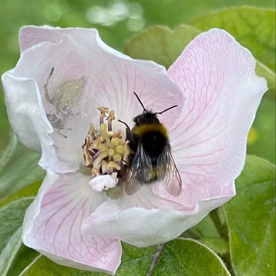 Wiesenhummel: Tier im Habitat Garten in der NatureSpots App