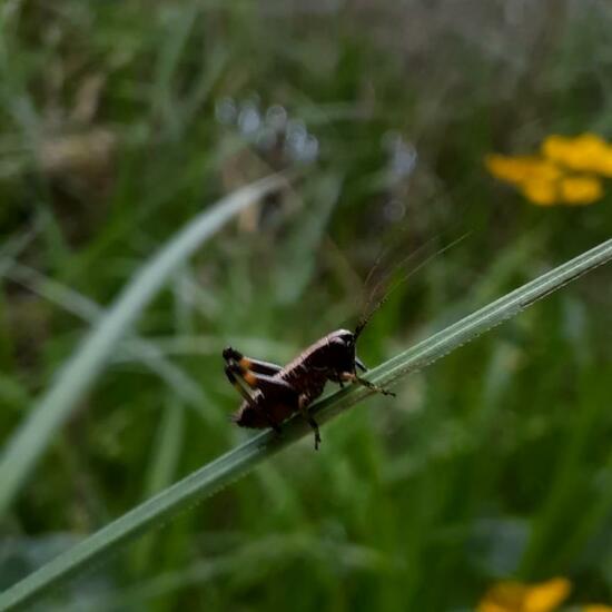 Gemeine Strauchschrecke: Tier in der Natur in der NatureSpots App