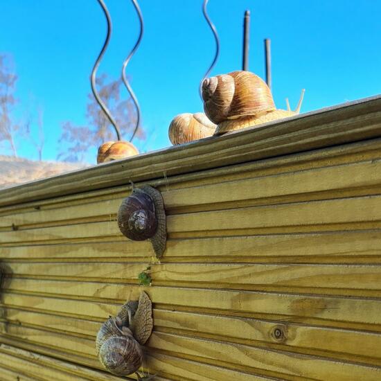 Weinbergschnecke: Tier im Habitat Stadt und Garten in der NatureSpots App