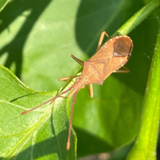 Braune Randwanze: Tier im Habitat Garten in der NatureSpots App