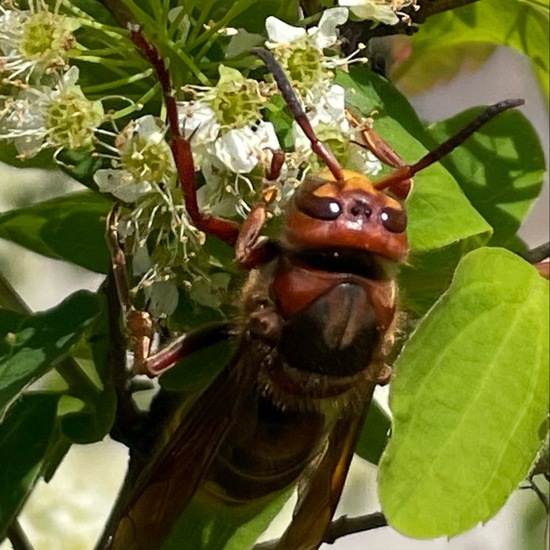 Hornissen: Tier im Habitat Garten in der NatureSpots App